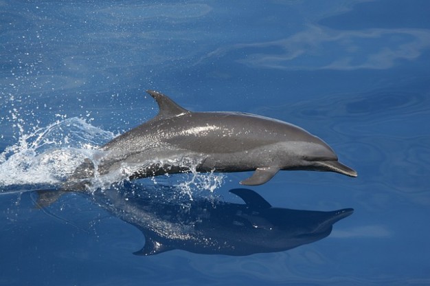 dolphin-swimming.jpg